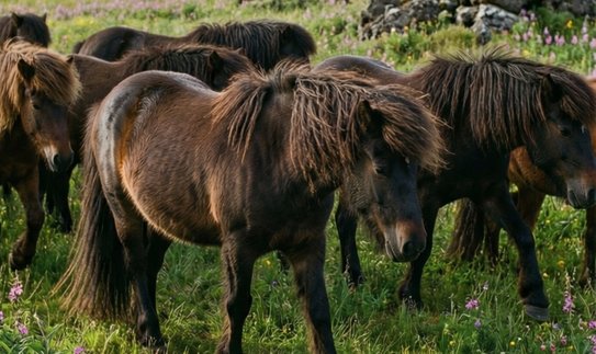 Исследования аллергии у лошадей помогут бороться с этой проблемой у людей - фото
