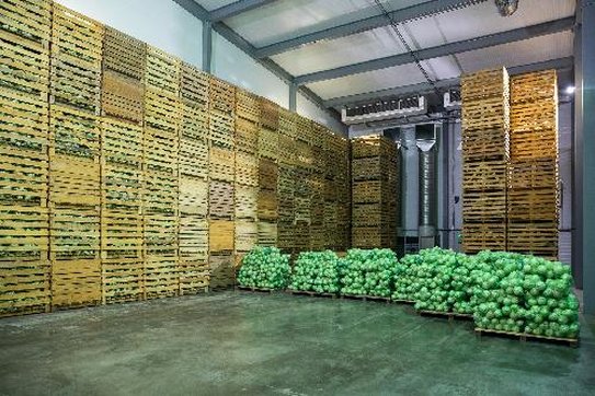 Волгоградская область нарастит мощности хранения плодовоовощной продукции до 577,5 тысячи тонн - фото