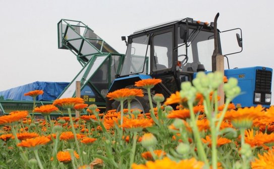 Маржинальность лекарственного растениеводства обсудили в Бурятии