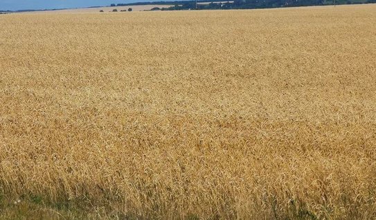 В Рязанской области за минувший год производство сельхозпродукции выросло на 10,8%