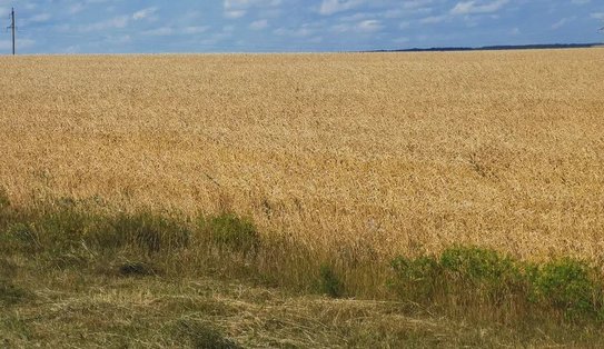 Регионы с самыми большими агростраховыми выплатами в 2025 году назвал НСА