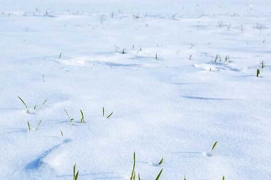 Для озимых в Ростовской области зимовка 2026 более благоприятна по сравнению с прошлогодней 