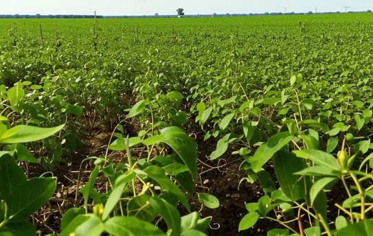 Первый Масличный форум Поволжья: итоги