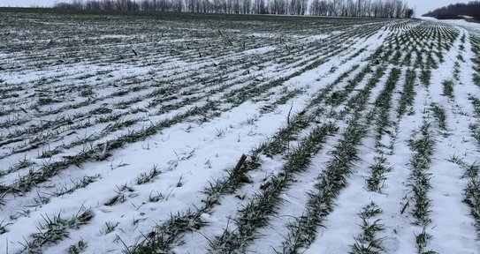Зимняя угроза озимым. Какой вредитель затаился в полях ЛНР