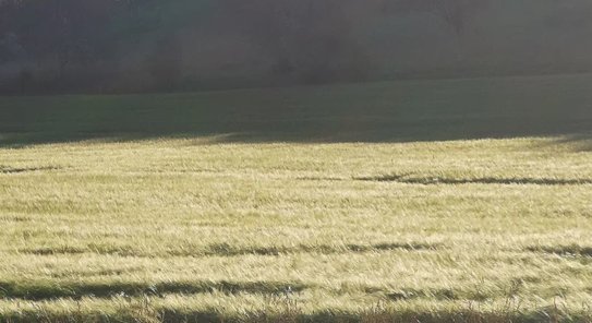 Предварительные итоги агрострахования озимых 2025: НСА