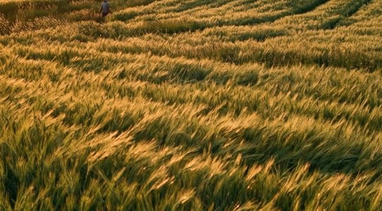 В зерновом клине яровых Приморья под урожай 2026 доминирует овес