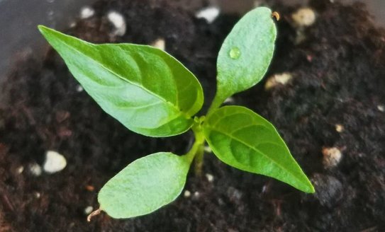 Когда сеять перцы на рассаду: разбираемся со сроками - фото