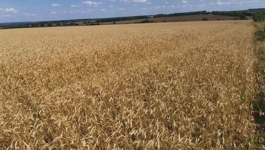 На 429 млн долларов наторговал за рубежом АПК Тамбовской области