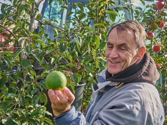 Скажутся ли после череды теплых зим нынешние морозы на состоянии плодовых деревьев 