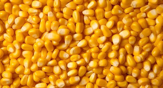 Волгоградскую кукурузу проверили на качество по новому ГОСТу