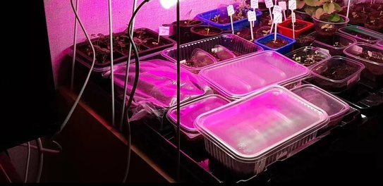 Через сколько взойдут перцы: причины задержки и решения