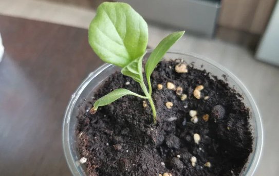 Когда сажать баклажаны на рассаду: вместе с перцами или по другому графику? - фото