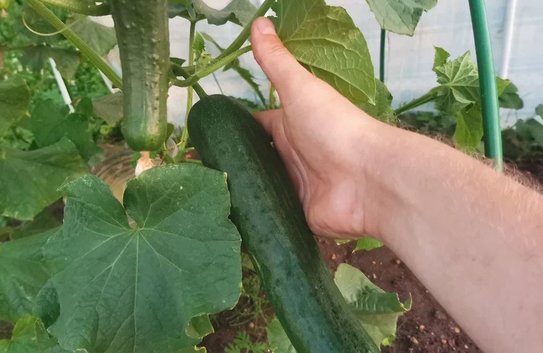 Выведение лучшего сорта огурца: генетическая карта выявляет 171 892 структурных варианта - фото
