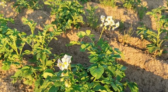 Что такое мини-клубни картофеля и почему стоят дороже обычных - фото