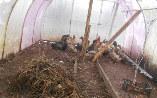 Соседка нажаловалась на уток и добилась запрета для владелицы на разведение домашней птицы