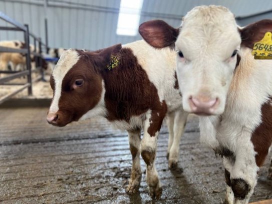 В хозяйствах Хабаровского края в 2025 году появились свыше тысячи телят с отличной родословной - фото