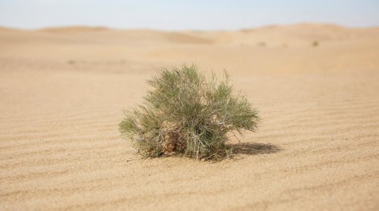 Джузгун, гребенщик и терескен: Президентский фонд природы выбрал проект ФНЦ агроэкологии РАН