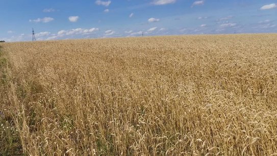 В прогнозах урожайности пшеницы климатические риски занимают важнейшее место