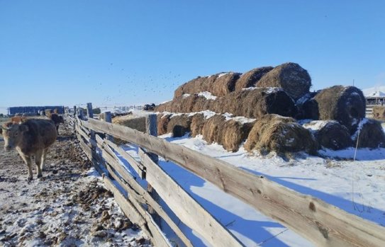 В округе Забайкалья с наибольшим поголовьем скота запасы кормов составляют 51%