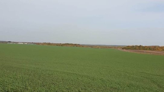 Не только озимые, но и сады Тамбовщины оценили после зимовки 2026