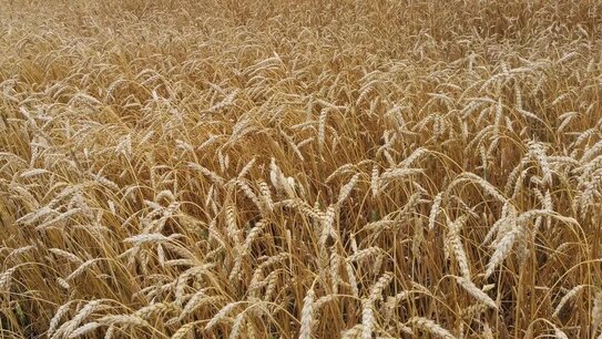 Селекционеры пшеницы помогут оздоровить весь мир