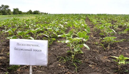 Испытание солнцем. Как фермеры ДНР пережили сложный 2025 год  - фото