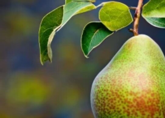 Платный волонтерский сельский туризм развивается в Японии - фото