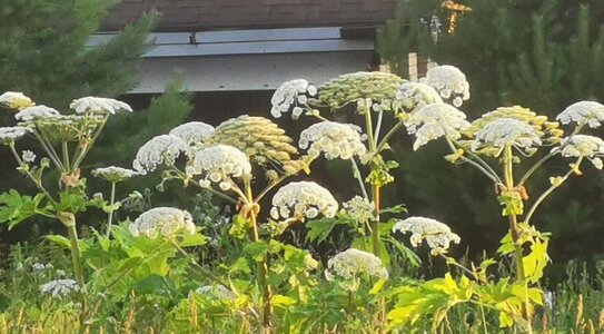 Знаете ли вы, как правильно срезать цветки у борщевика Сосновского? - фото