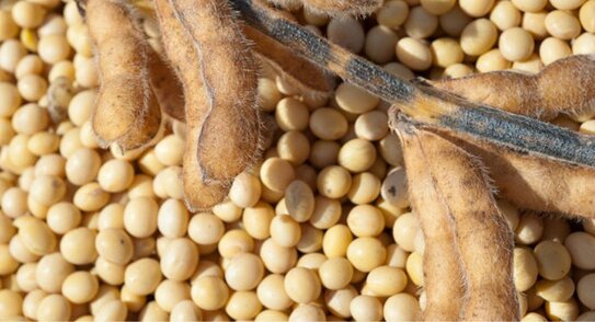 Экспорт российской сои впервые превысил ввоз импортной в 2025 году