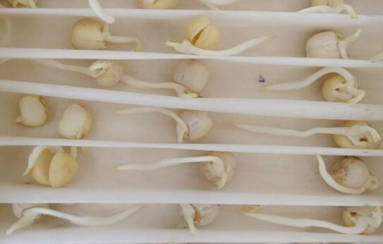 На семенах зерновых - альтернариоз, на горохе с соей - бактериоз