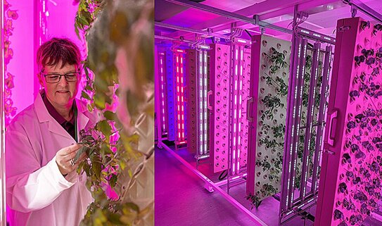 ИИ для мониторинга использования света растениями позволяет экономить электроэнергию вертикальных ферм - фото