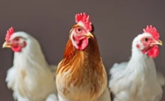 Может ли возрастная курица несушка сохранить яйценоскость? - фото