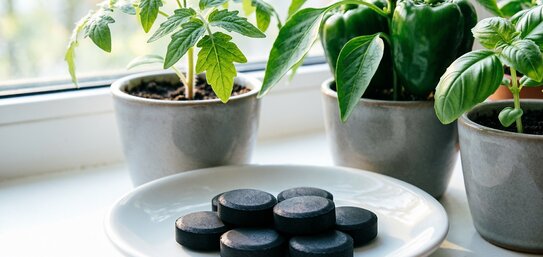 Активированный уголь для рассады: черная таблетка — зеленое спасение