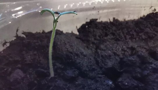 Фитоспорин для рассады: как работает живая защита - фото