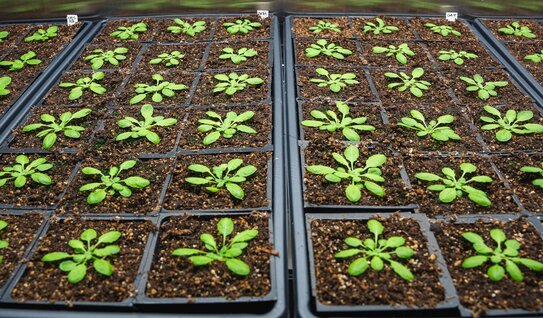 Терапия растительными гормонами обеспечивает баланс между ростом и иммунитетом сельхозкультур - фото