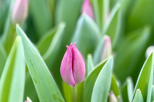 Ярославские тюльпаны, розы и орхидеи: цветочные успехи тепличного комбината «Ярославский»