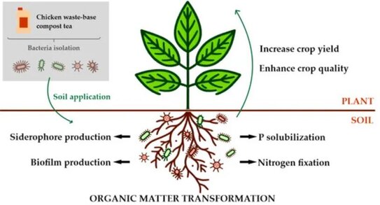 Аргентина биологизирует производство клубники с новыми инокулянтами - фото