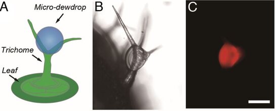 Почему растения могут зацвести раньше: изменение климата влияет на росу - фото