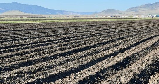 БурНИИСХ поднимает пары: создается будущий семенной фонд Бурятии