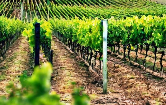 В Крыму, Севастополе и Запорожье фантомных виноградников не обнаружено