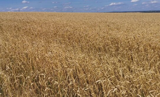 В ускоренной селекции сельхозкультур поучаствует Газпром: цифровое фенотипирование развивает агронаука