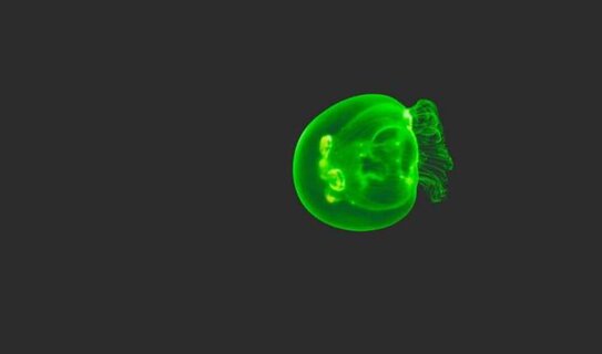 Зеленый флуоресцентный белок медузы – точка отсчета создания базы белков - фото