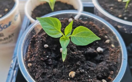 Почему падает рассада перцев