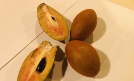 В экзотическом ламуте приехал незваный гость