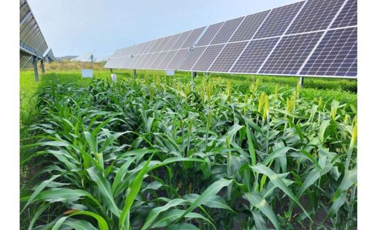 Агровольтаика на основе кукурузы и сои в полузасушливом регионе приносит экономическую выгоду - фото