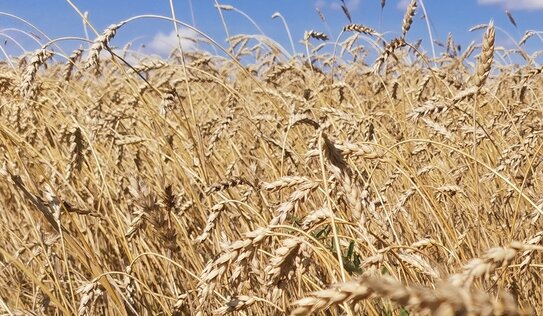 Пирикуляриоз пшеницы признан новой растущей угрозой в Китае - фото
