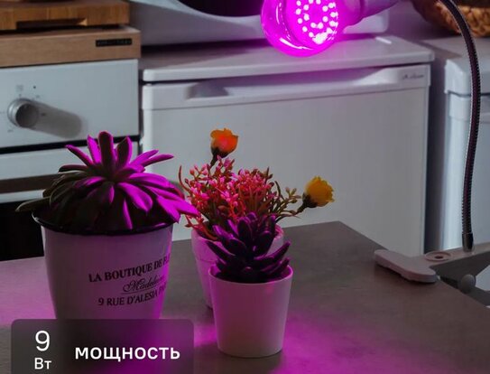 Как не убить суккулент: пошаговое руководство по уходу - фото