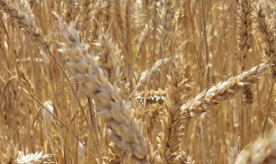 Пшеница стала накапливать больше полезных каратиноидов в зернах после генного редактирования