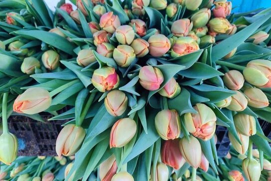 Тюльпаны из теплиц Ленобласти к 8 марта скупают еще в феврале