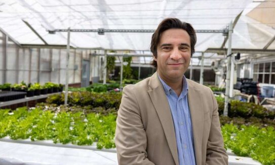 Ученые усомнились в достижениях по селекции пшеницы: неправильное измерение урожайности - фото